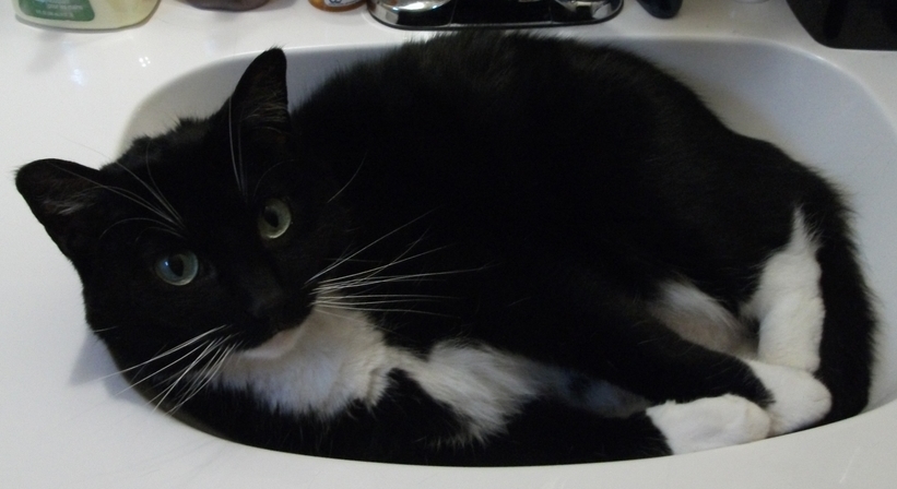 Arby's favorite place to curl up (except at night when she's next to me)